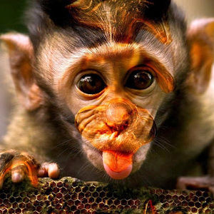 Meet your Posher, Max